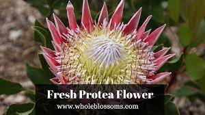 Grab The Hottest Deal On Protea Flower Protea Flower Protea Plant Wholesale Flowers