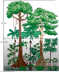 In biology, the canopy is the aboveground portion of a plant community or crop, formed by the collection of individual plant crowns. Tropical Rainforest Population And Community Development And Structure Britannica