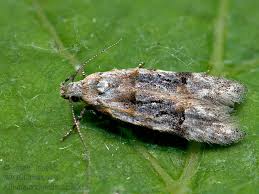 Image result for Altenia scriptella