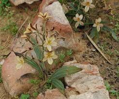 Image result for Wachendorfia