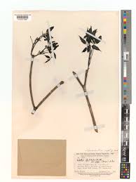 Image result for Handroanthus sp. near impetiginosus