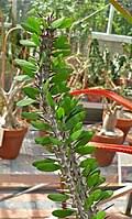 Image result for Otiophora pauciflora