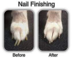 Grooming The Importance Of Nail Trims And Nail Finishing Harmony Pet Clinic