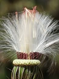 Image result for Crassocephalum ducis-aprutii