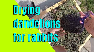 Dried dandelion flowers for rabbits. How To Dry Dandelions For Rabbits To Eat In Winter Youtube