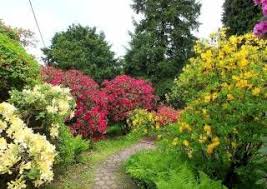 Einen Rhododendrongarten Anlegen Immergruner Garten Bepflanzung Pflanzen