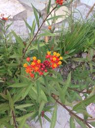 Pin On Mygardenanswers