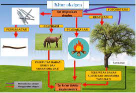Fotosintesis terlibat secara langsung dalam kitar karbon dan kitar oksigen yang membantu mengekalkan kandungan gas dalam udara. Explore To Koh S Science World Blog Sains Kitar Karbon Dan Kitar Oksigen