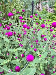 Image result for Gomphrena globosa