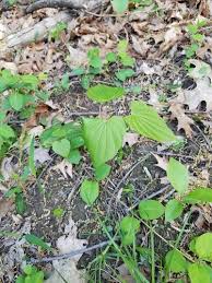 Image result for Dioscorea dregeana