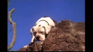 Ellis, the film features the three pets from the first film, shadow the golden retriever (voiced by ralph waite, replacing don ameche, who died in 1993), sassy the himalayan cat (sally field), and chance the american. Homeward Bound The Incredible Journey 1993 Movie Moviefone