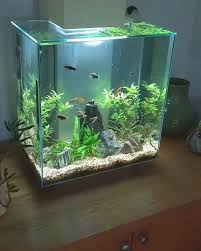 The Fish Are Happy After Their Water Change Fluval Edge 46 L In 2020 Fish Tank Aquarium Fish Betta Fish Tank