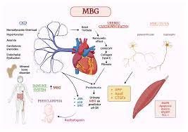 IJMS | Free Full-Text | New Insights on the Role of Marinobufagenin from  Bench to Bedside in Cardiovascular and Kidney Diseases