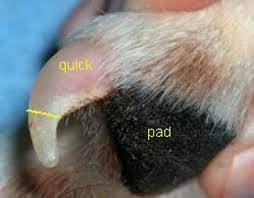 Clip Dog Nails Easily During A Dog Grooming Process Dog Care Dog Nails Pet Hacks