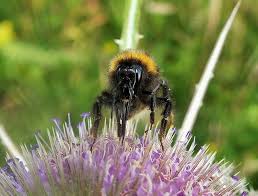 25 when he suggested that nextera would buy another utility with its strong share price. Why Do We Need Bees Friends Of The Earth