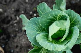 This leaf vegetable is sometimes called the tree cabbage because there is a similarity in taste with the cabbage. How To Grow Cabbage