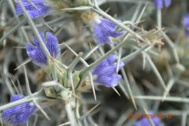 Image result for Blepharis