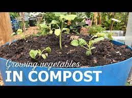 Growing Vegetables In Compost Youtube Growing Vegetables Compost Garden Compost