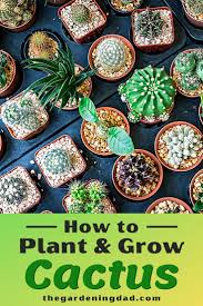 Learn to care for both desert cacti and forest cacti. How To Grow Cactus Indoors Outdoors The Gardening Dad How To Grow Cactus Cactus Indoor Plant Care