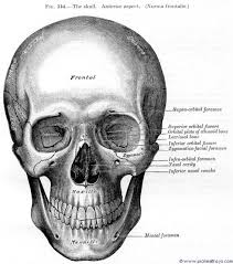 Superior wall of nasal cavities. Anterior View Prohealthsys