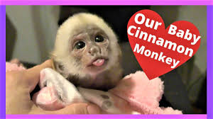 Capuchin monkeys get bath hilarious. Baby Monkey Takes Her Very First Bath Youtube