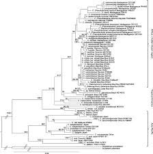 Image result for Ctenitis cirrhosa