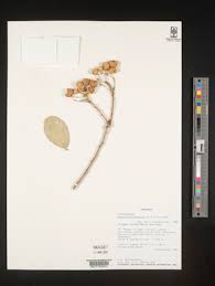 Image result for Maerua cafra