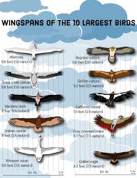 Wingspan largest flying bird ever. Top 10 Largest Birds On Earth Wingspans Hubpages