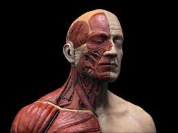 Feb 18, 2020 · the male reproductive system includes the following structures: Issam Kh Human Head Anatomy