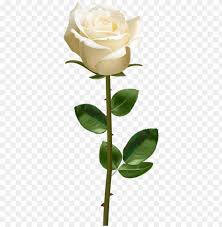 We did not find results for: Download White Rose With Stem Png Images Background Toppng