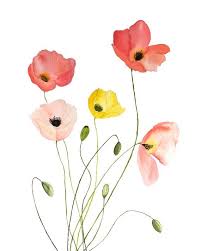Watercolor Floral Print Iceland Poppies Flower Fine Art Poppy Gardener Botanical Art In 2020 Poppy Flower Painting Simple Watercolor Flowers Watercolor Poppies