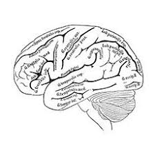 Top 10 Anatomy Coloring Pages For Your Toddler Anatomy Coloring Book Human Brain Anatomy Coloring Pages