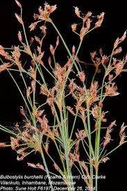 Image result for Bulbostylis megastachys