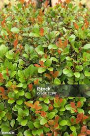 Image result for Terminalia neotaliala