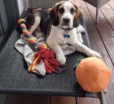 New to the group. Charles is our newest family member. First time dog and  beagle owner. He is 7 months old. Getting desexed in 2 weeks. Will this  settle him a bit?