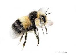 Bee, bees, bee drawing, realistic bee, hand drawn bee, handdrawn bee, handdrawing bee, hand drawing bee nature, realistic, bee, honey, insect, pattern, bees, bumblebee, cute, flower, seamless pattern, watercolor, adorable, animal. Bumblebee Insect Drawing At Paintingvalley Com Explore Collection Of Bumblebee Insect Drawing