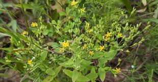 Image result for Hypericum lalandii