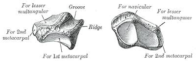 Image result for Trapezoid Bone