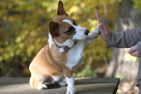 The corgi's coat may be expected to shed twice in a year. Thomas Acres Akc Pembroke Welsh Corgis