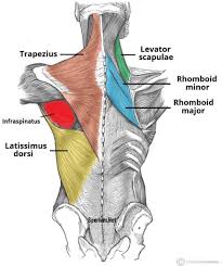 Hangi Kas Nerededir En Detayli Kas Anatomisi Sporium Net 2020 Kas Sistemi Anatomi Ve Fizyoloji Kas