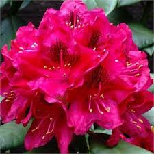 Rhododendron Nova Zembla Trees Bushes Flowers In My Garden Flowers Beautiful Flowers Garden
