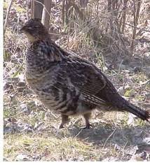 Ruffed Grousw This Bird Is Common All Over Alberta You Can Hear Or Feel Them Drumming In The Spring When They Are Upland Bird Hunting Bird Hunting Pet Birds