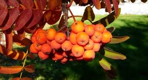 However, what you may not know is that this genus of about 50 species shows considerable variation. Are Mountain Ash Berries Edible Berries Mountain Ash Edible