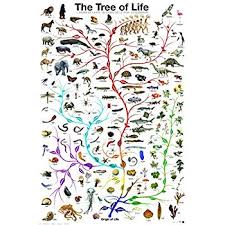 Amazon Com Picture Peddler Laminated Evolution The Tree Of