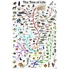 amazon com picture peddler laminated evolution the tree of