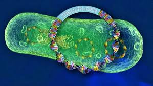 Contract and application documents, lists, legal bases, statements, background information, flyers, infographics and much more. Grundlagen Der Gentechnik 3 Angewandte Gentechnik Biologie Telekolleg Br De