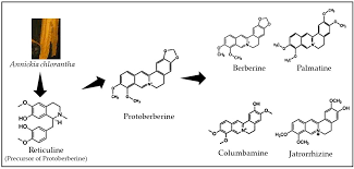 Image result for Annickia