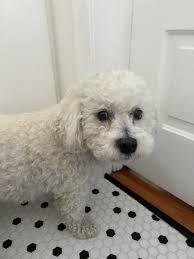 Image result for invalid dog wheelset