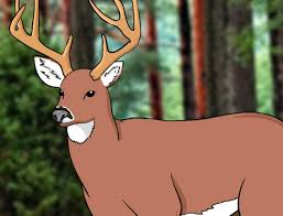 Draw outline for ears & draw outline for head. How To Draw A Deer Draw Central