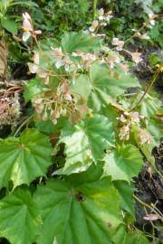 Image result for Ipomoea chloroneura